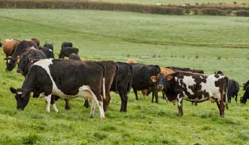 industry-sectors-dairy industry-sectors-dairy