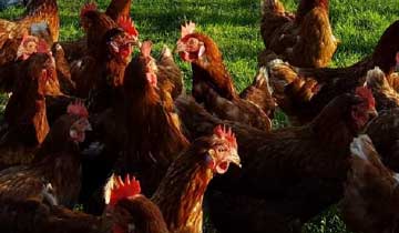 industry-sectors-poultry industry-sectors-poultry