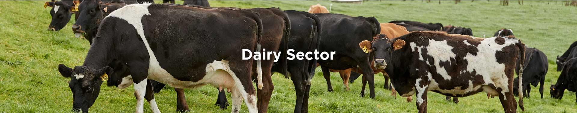 qconz-hero-image-dairy-sectorf