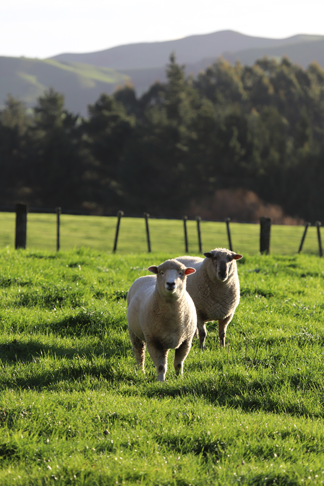 Industries-beef-and-lamb