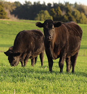 Beef 2_299x447