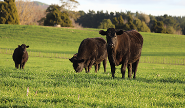 Audit-services-industry-sectors-QCONZ-operates Audit-services-industry-sectors-QCONZ-operates