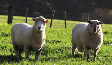 industry-sectors-red-meat